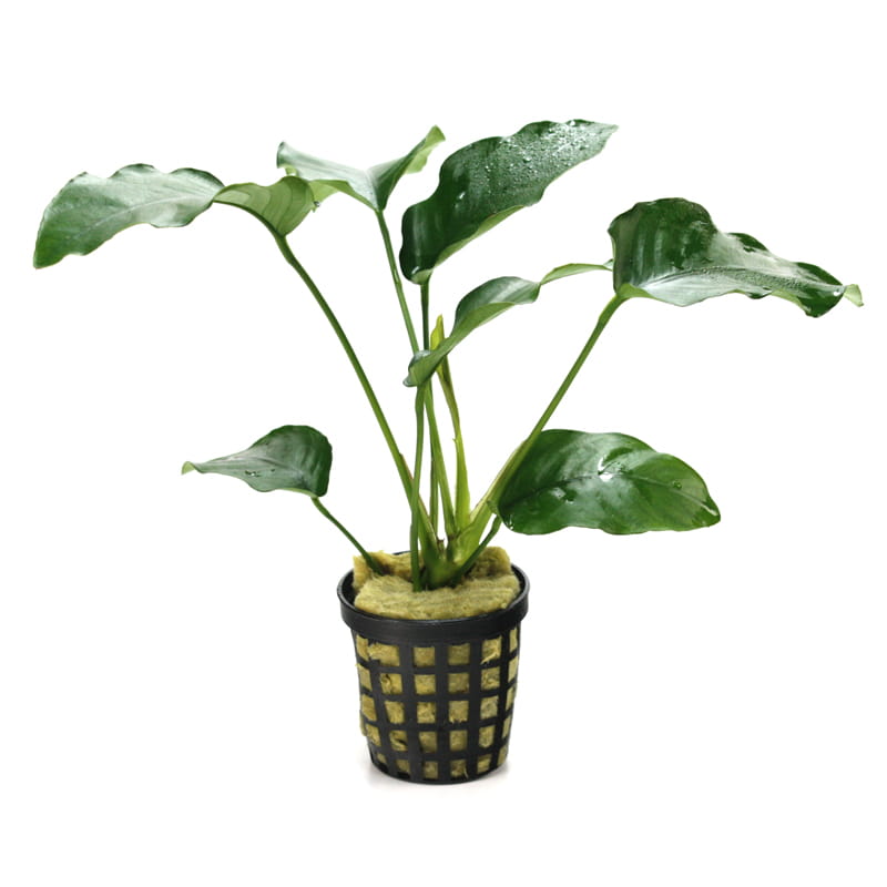 MASTA Anubias Barteri bartera koszyk roślina do akwarium